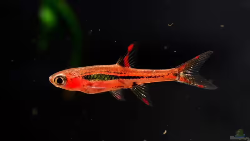 Mikro-Rasboras im Artenvergleich - Die schönsten Zwergbärblinge für das Nano-Aquarium