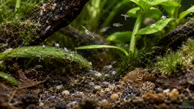 Mikrofauna im Aquarium: Kleine Helfer mit großer Wirkung