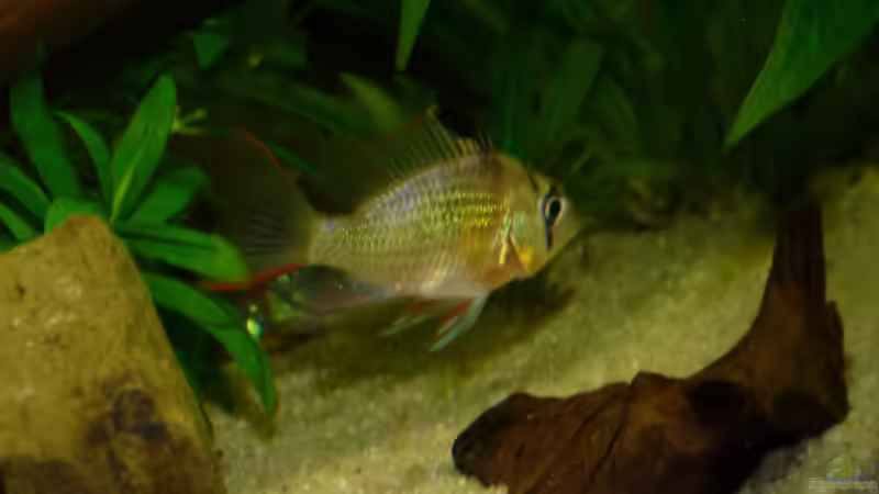 Mikrogeophagus altispinosa von Guzzi-Werner (45)
