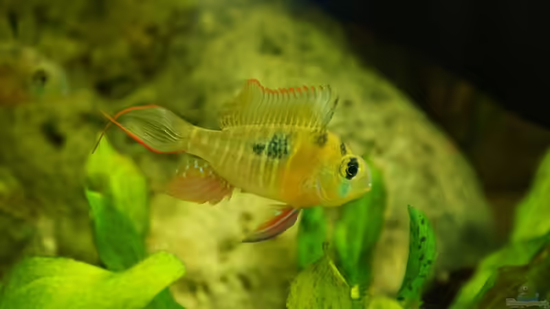 Mikrogeophagus altispinosus (m) von Fäbi_CH (27)