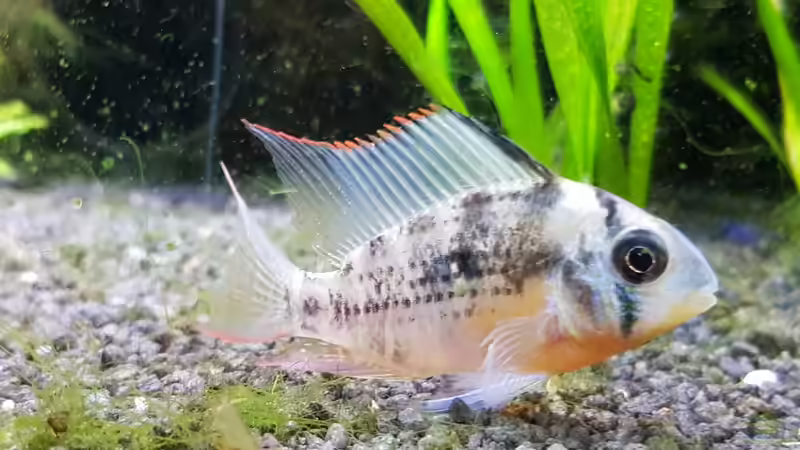 Mikrogeophagus altispinosus Männchen von Tabu (24)