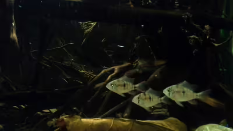 Mikrogeophagus altispinosus sp.  Zweifleck von Markaroni (32)