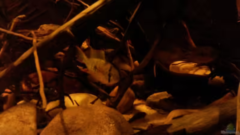 Mikrogeophagus altispinosus sp.  Zweifleck von Markaroni (34)