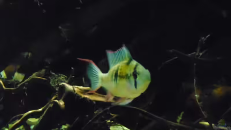 Mikrogeophagus altispinosus sp.  Zweifleck von Markaroni (45)