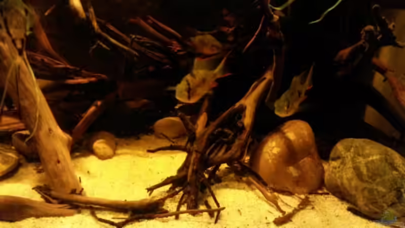 Einrichtungsbeispiele für die Haltung von Mikrogeophagus altispinosus (Bolivianischer Schmetterlingsbuntbarsch) im Aquarium