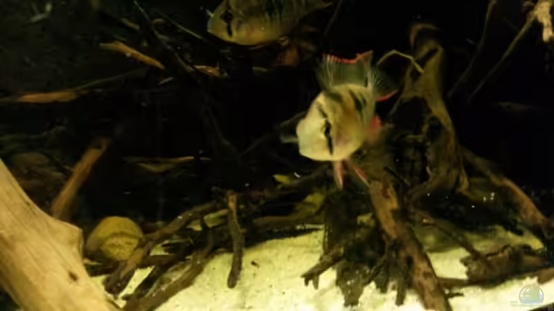 Mikrogeophagus altispinosus sp. Zweifleck von Markaroni (35)