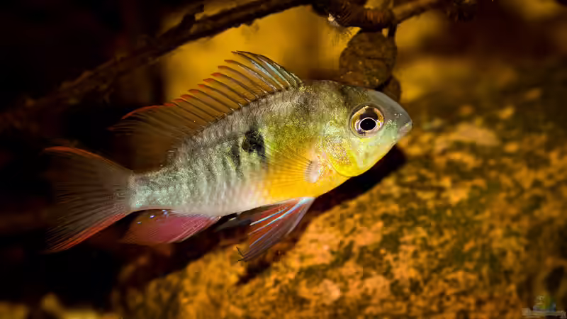 Mikrogeophagus altispinosus von AjakAndi (10)
