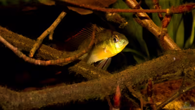Mikrogeophagus altispinosus von AjakAndi (11)