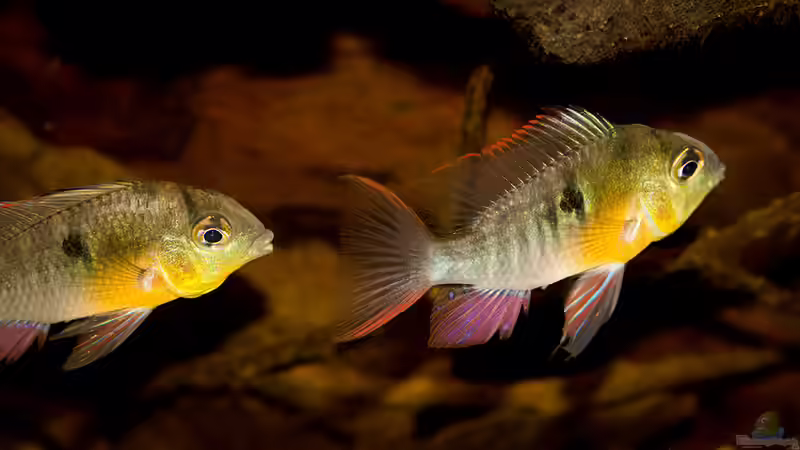Mikrogeophagus altispinosus von AjakAndi (12)