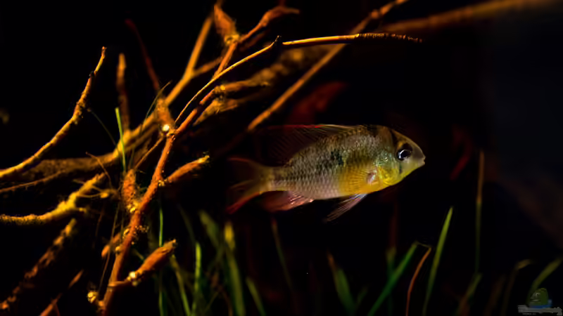 Mikrogeophagus altispinosus von AjakAndi (15)