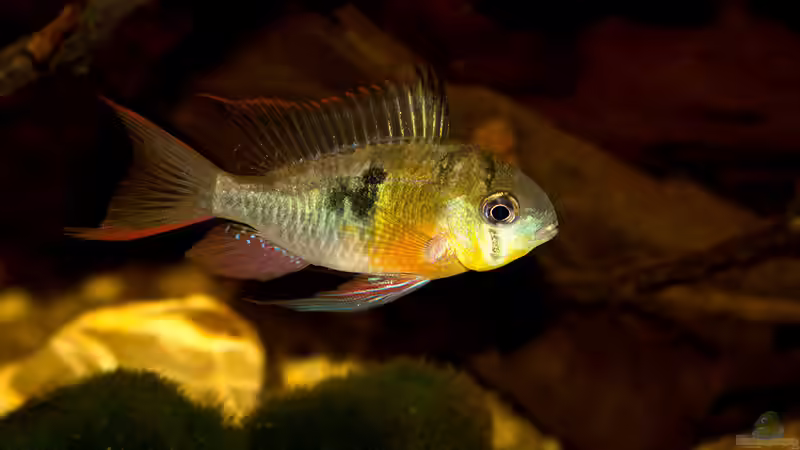 Mikrogeophagus altispinosus von AjakAndi (17)
