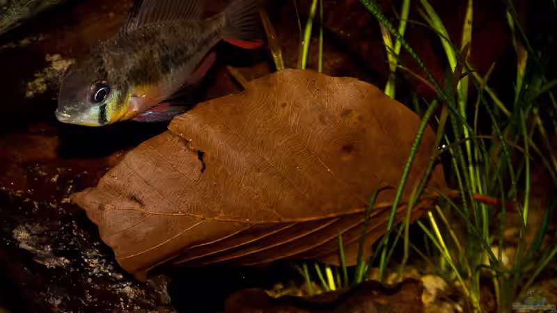 Mikrogeophagus altispinosus von AjakAndi (19)
