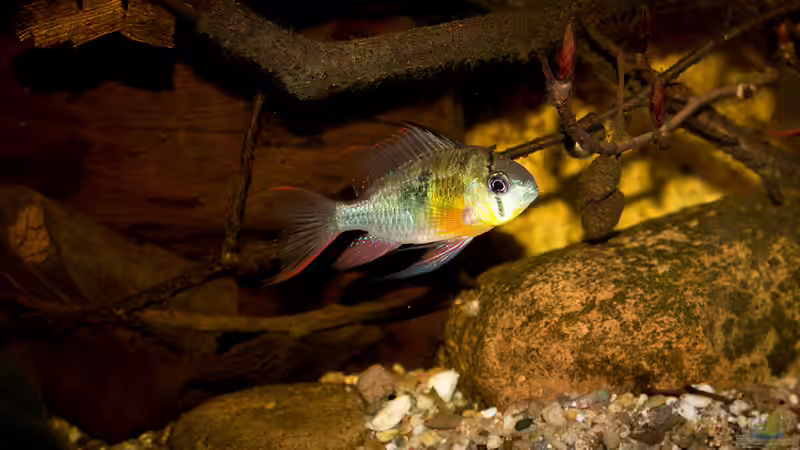 Mikrogeophagus altispinosus von AjakAndi (21)
