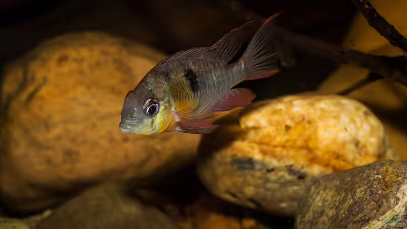 Mikrogeophagus altispinosus von AjakAndi (27)