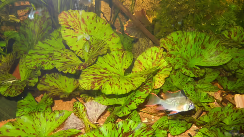 Mikrogeophagus altispinosus von Life (51)