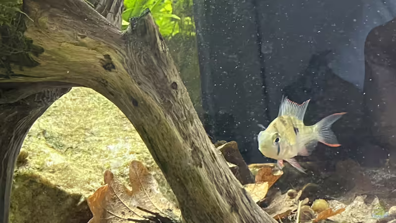 Mikrogeophagus altispinosus von Mika (20)