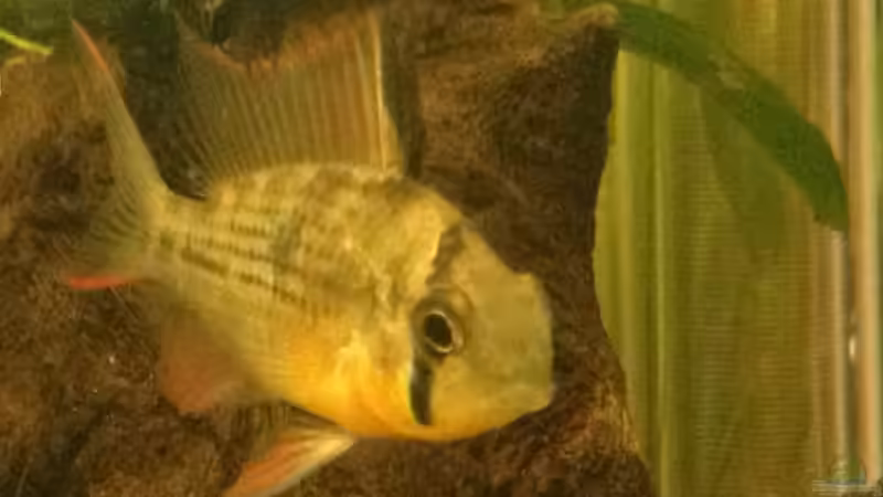 Mikrogeophagus altispinosus von spanky_cruz (22)