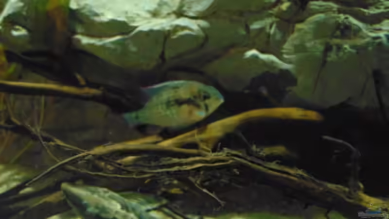 Mikrogeophagus altispinosus Zweifleck WF von Markaroni (44)