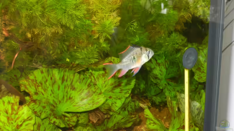 Einrichtungsbeispiele für die Haltung von Mikrogeophagus altispinosus (Bolivianischer Schmetterlingsbuntbarsch) im Aquarium