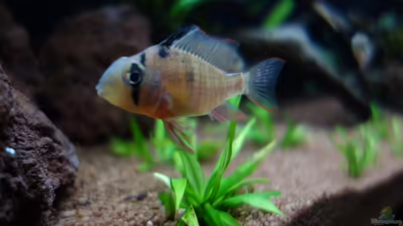 Mikrogeophagus altospinosus, der große von Atacama (30)