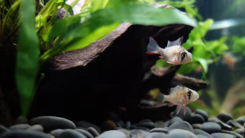 Mikrogeophagus altospinosus, die kleinen von Atacama (29)