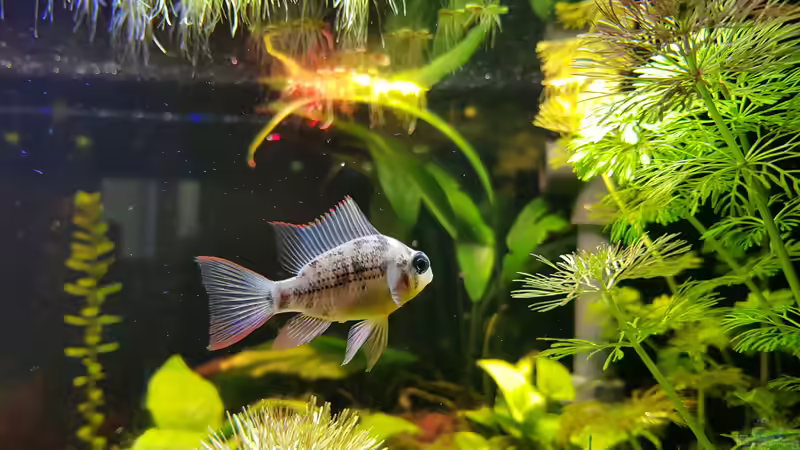 Mikrogeophagus altspinosus  Ist das ein Weibchen?  von Tabu (23)