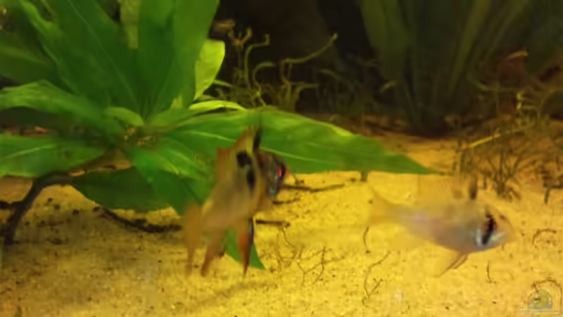 mikrogeophagus ramerezi von Christian Wittling (24)