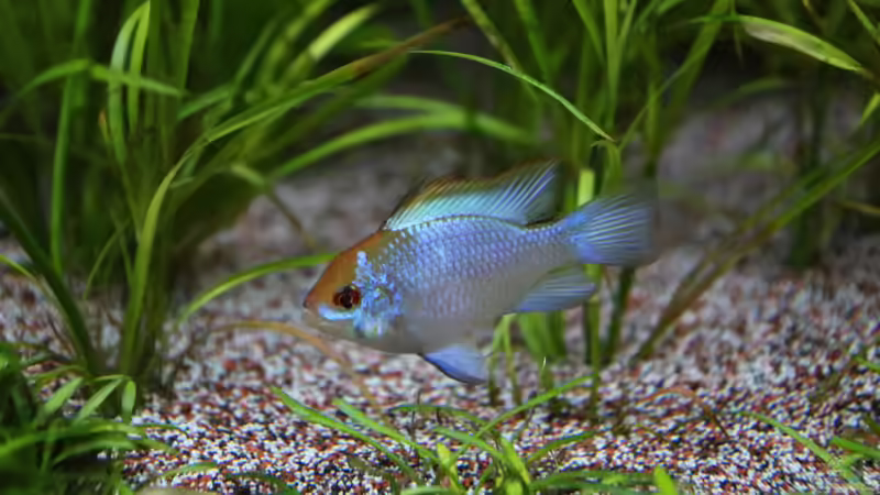 Mikrogeophagus ramirezi - Electric blue 1 von 8 von coachdriver_uwe (78)