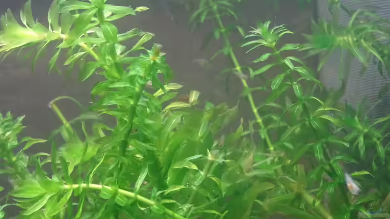 Mikrogeophagus Ramirezi - Electric Blue Nachwuchs von coachdriver_uwe (70)