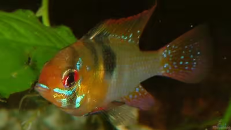 Mikrogeophagus ramirezi / Schmetterlingsbundbarsch männlich von Oliver Schürmann (26)