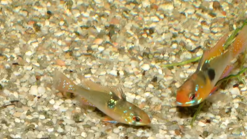 Mikrogeophagus ramirezi im Aquarium halten (Einrichtungsbeispiele für Südamerikanische Schmetterlingsbuntbarsche)