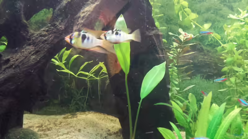 Mikrogeophagus ramirezi, Schmetterlingsbuntbarsch von Moe (11)