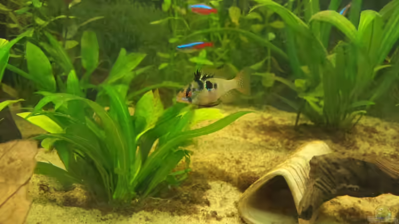 Mikrogeophagus ramirezi, Schmetterlingsbuntbarsch von Moe (6)