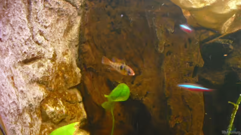 Mikrogeophagus ramirezi /Südamerikanischer Schmetterlingsbuntbarsch) von FischfanAQ (17)