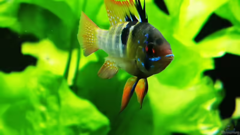 Mikrogeophagus ramirezi  von Heike Fuchs (103)