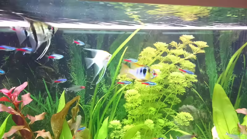 Mikrogeophagus ramirezi  von Pfaelzer (9)