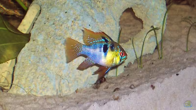 Mikrogeophagus ramirezi  von Sven Pohlner (16)
