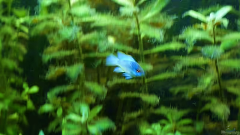 Mikrogeophagus ramirezi ´Electric Blue´ von René L. (24)