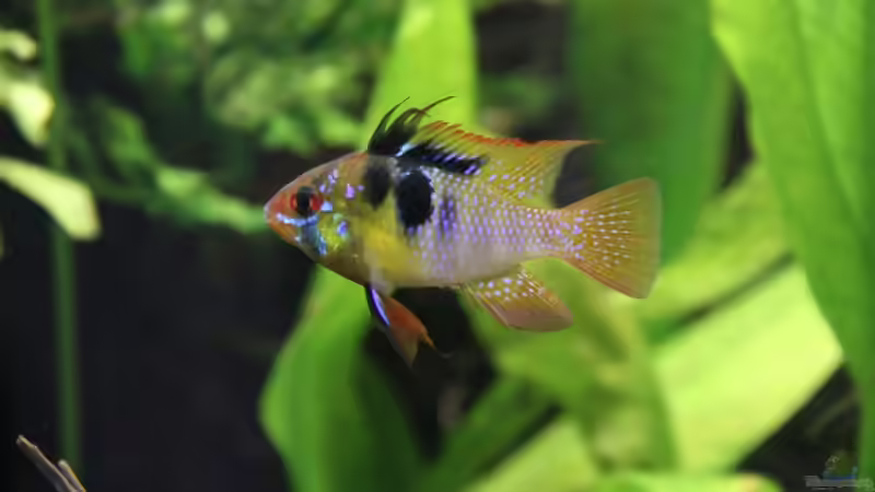 Mikrogeophagus ramirezi (m)  von Basti.hh (20)