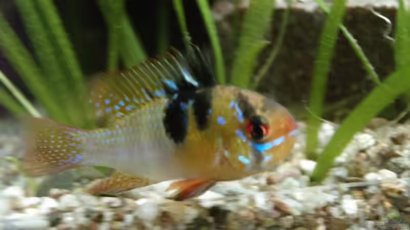 Mikrogeophagus ramirezi m  von Thomas Rengier (13)