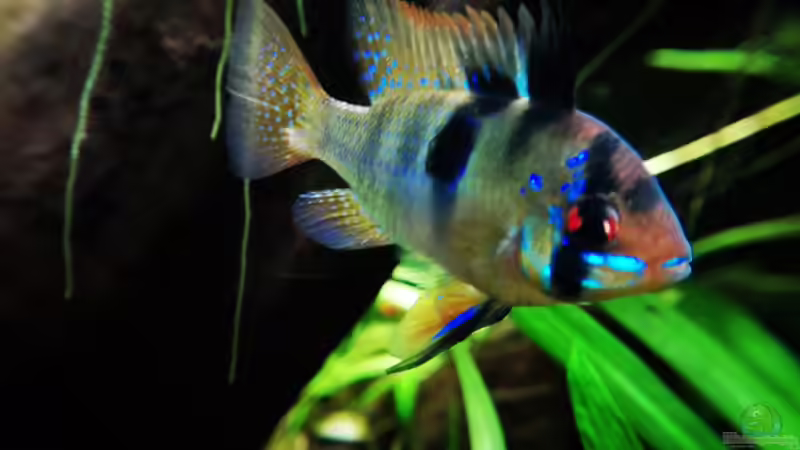 Mikrogeophagus ramirezi mänchen von David Schneider Aquaristik (26)