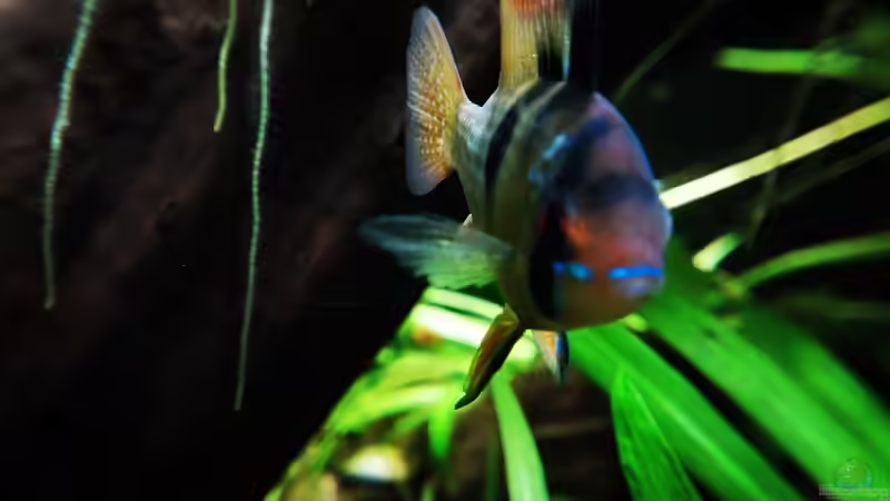 Mikrogeophagus ramirezi mänchen von David Schneider Aquaristik (27)