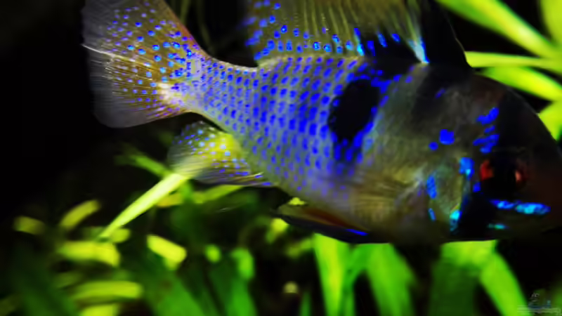 Mikrogeophagus ramirezi mänchen von David Schneider Aquaristik (29)