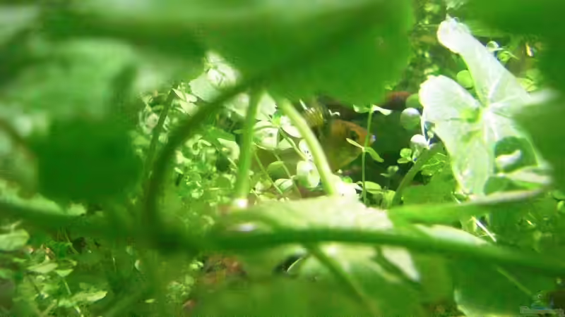 Mikrogeophagus ramirezi Männchen beim Bewachen der Eier auf dem Landteil (Wasserstand 10 cm) von **Die Julia** (18)
