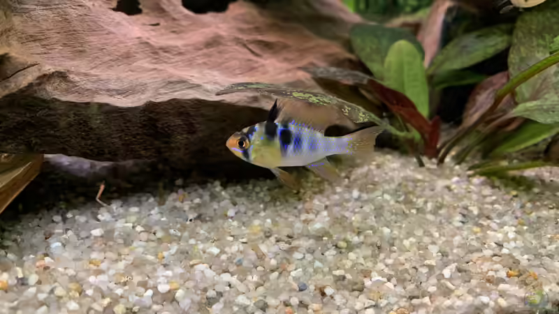 Mikrogeophagus ramirezi Pärchen von EdaSh (3)