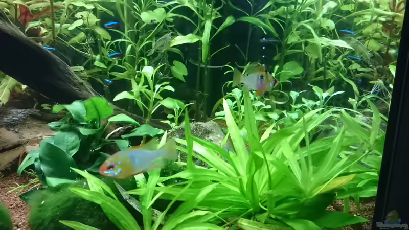 Mikrogeophagus ramirezi Pärchen von kNaLLeR (19)