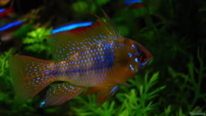 Mikrogeophagus ramirezi (Schmetterlingsbuntbarsch) von ZYX82 (16)