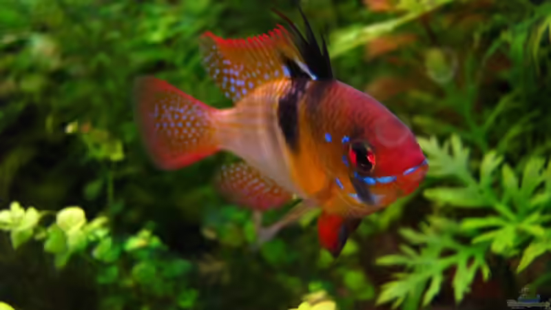 Mikrogeophagus ramirezi im Aquarium halten (Einrichtungsbeispiele für Südamerikanische Schmetterlingsbuntbarsche)