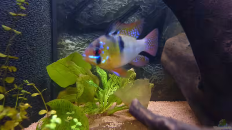 Mikrogeophagus ramirezi im Aquarium halten (Einrichtungsbeispiele für Südamerikanische Schmetterlingsbuntbarsche)