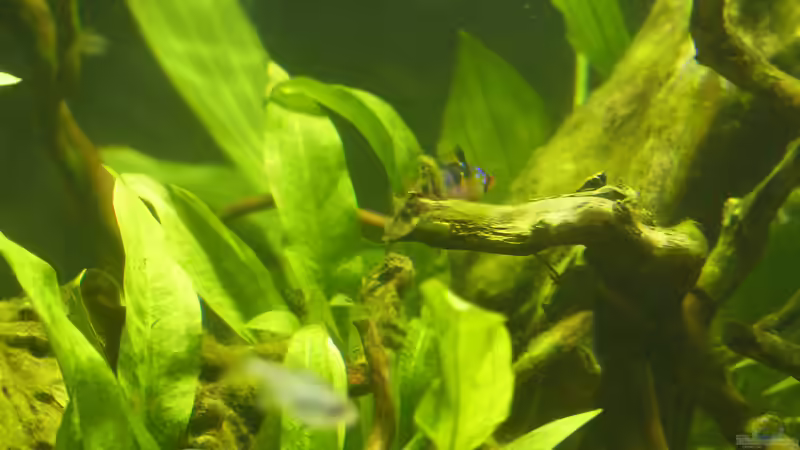 Mikrogeophagus Ramirezi von BlueWave (10)